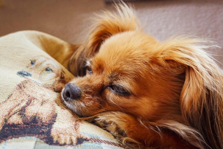 Winter Blues: Simple Ways to Recognize Seasonal Boredom in Dogs