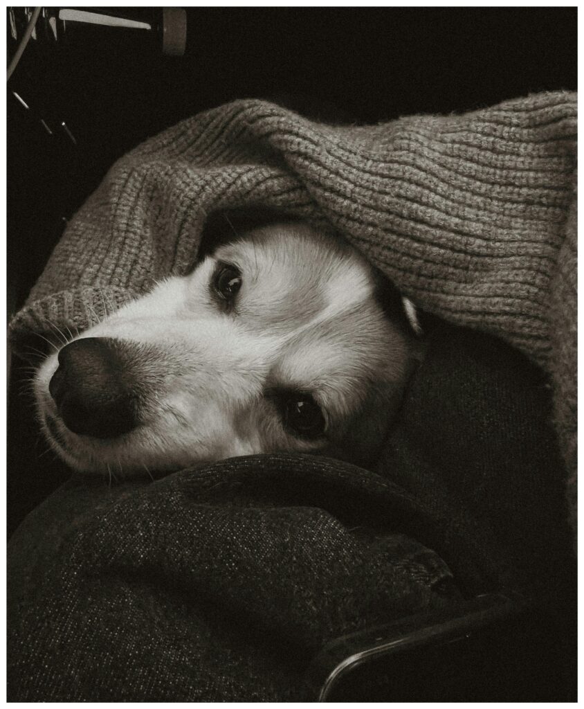 Winter Blues: Simple Ways to Recognize Seasonal Boredom in Dogs