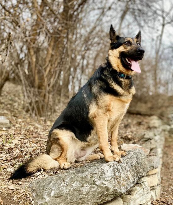 Dog training New Kensington PA with German Shepherd outdoors
