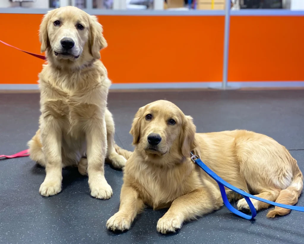 Dog training McCandless Township PA with golden retrievers