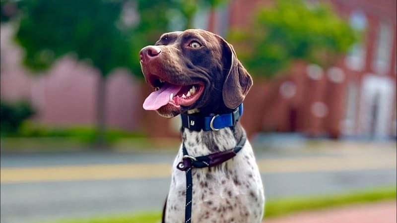 Dog training Penn Hills PA with German Shorthaired Pointer