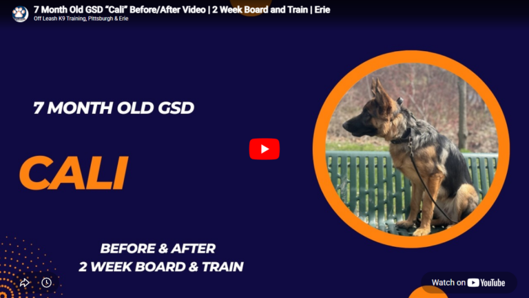 Callie is demonstrating stronger obedience, improved focus, better puppy manners, and more reliable responses during dog training in Pittsburgh, PA.