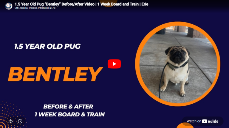 Bentley the Pug practicing calm guest manners, reliable Place skills, improved leash behavior, obedience, and better everyday control during professional dog training in Pittsburgh, PA.