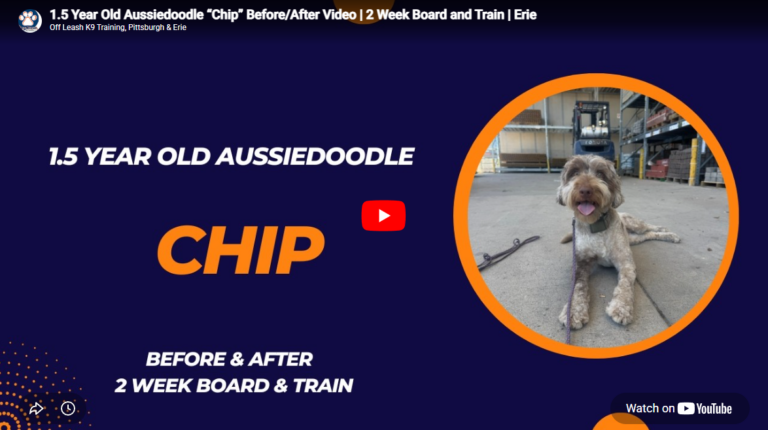 Chip the Aussiedoodle is practicing calm public manners, polite greetings, focused obedience, and reliable behavior around distractions during professional dog training in Pittsburgh, PA.