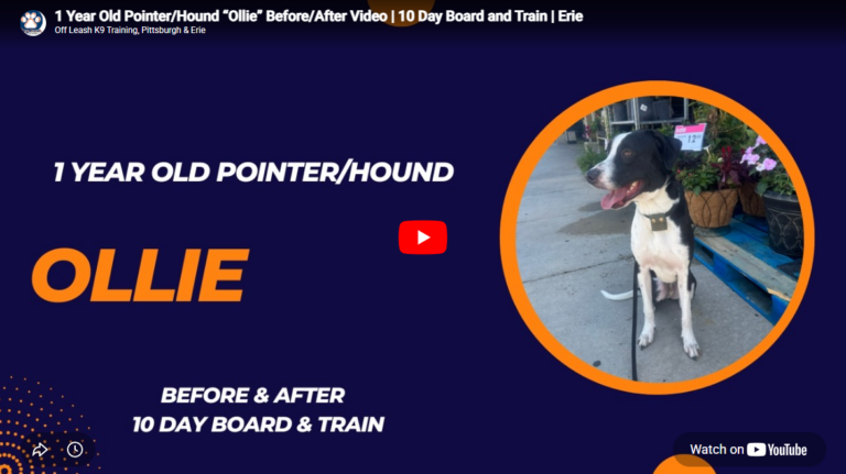 Olly the Pointer Hound mix is building confidence, improving leash manners, and becoming calmer, more comfortable, and more independent during public outings and real-world dog training in Pittsburgh, PA.