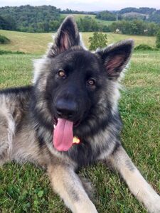 Lyn Trapuzzano — Off Leash K9 Training of Pittsburgh