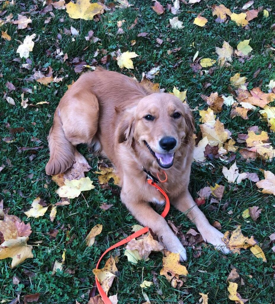 Leash Manners