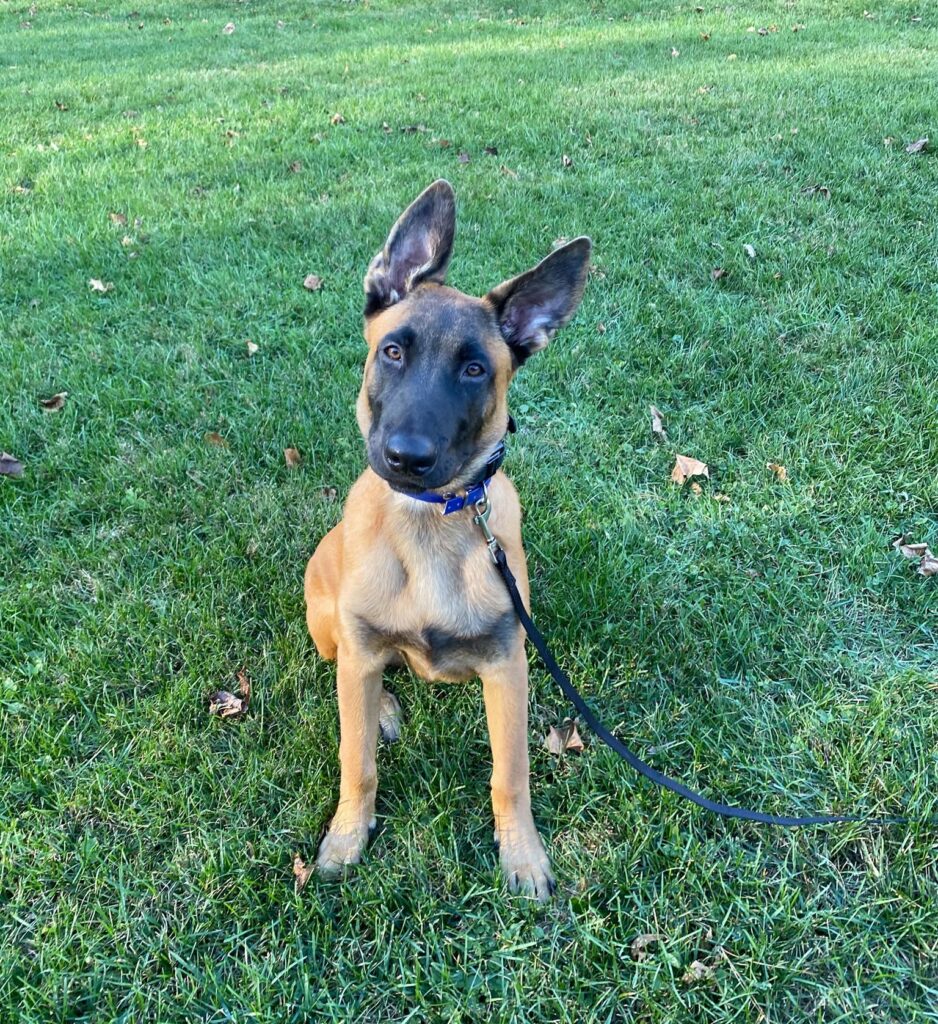 Leash Manners