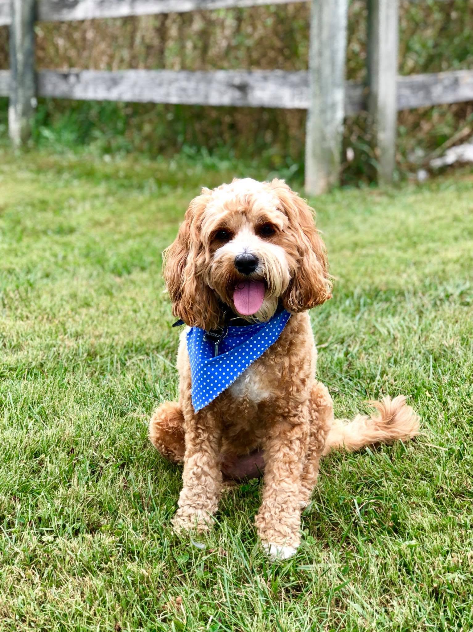 Our Dog Training Philosophy