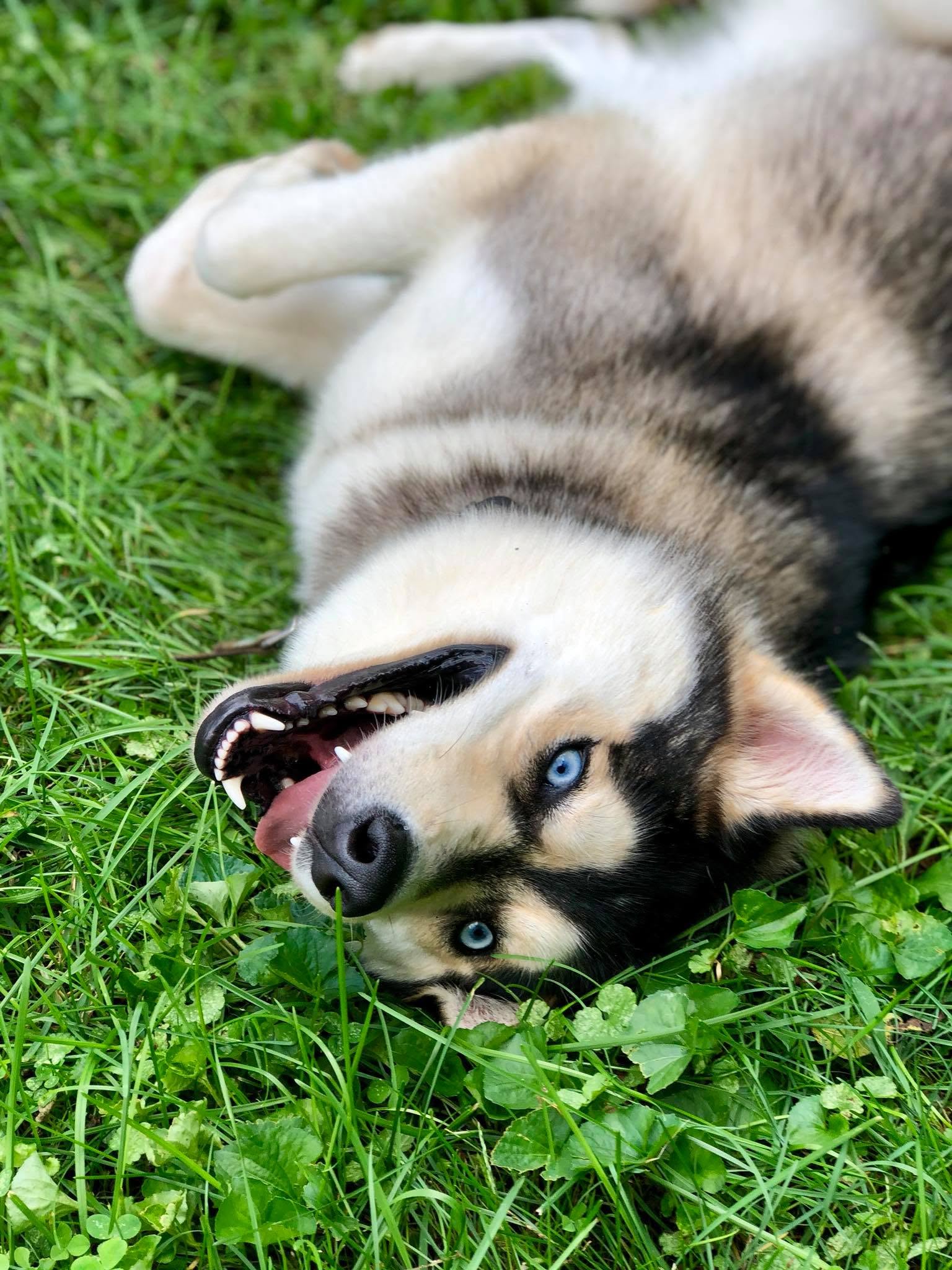 Our Dog Training Philosophy