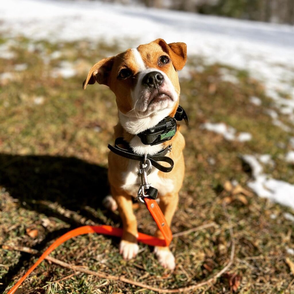 Dog Proper Manners