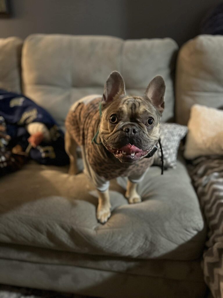 Dog Household Behavior