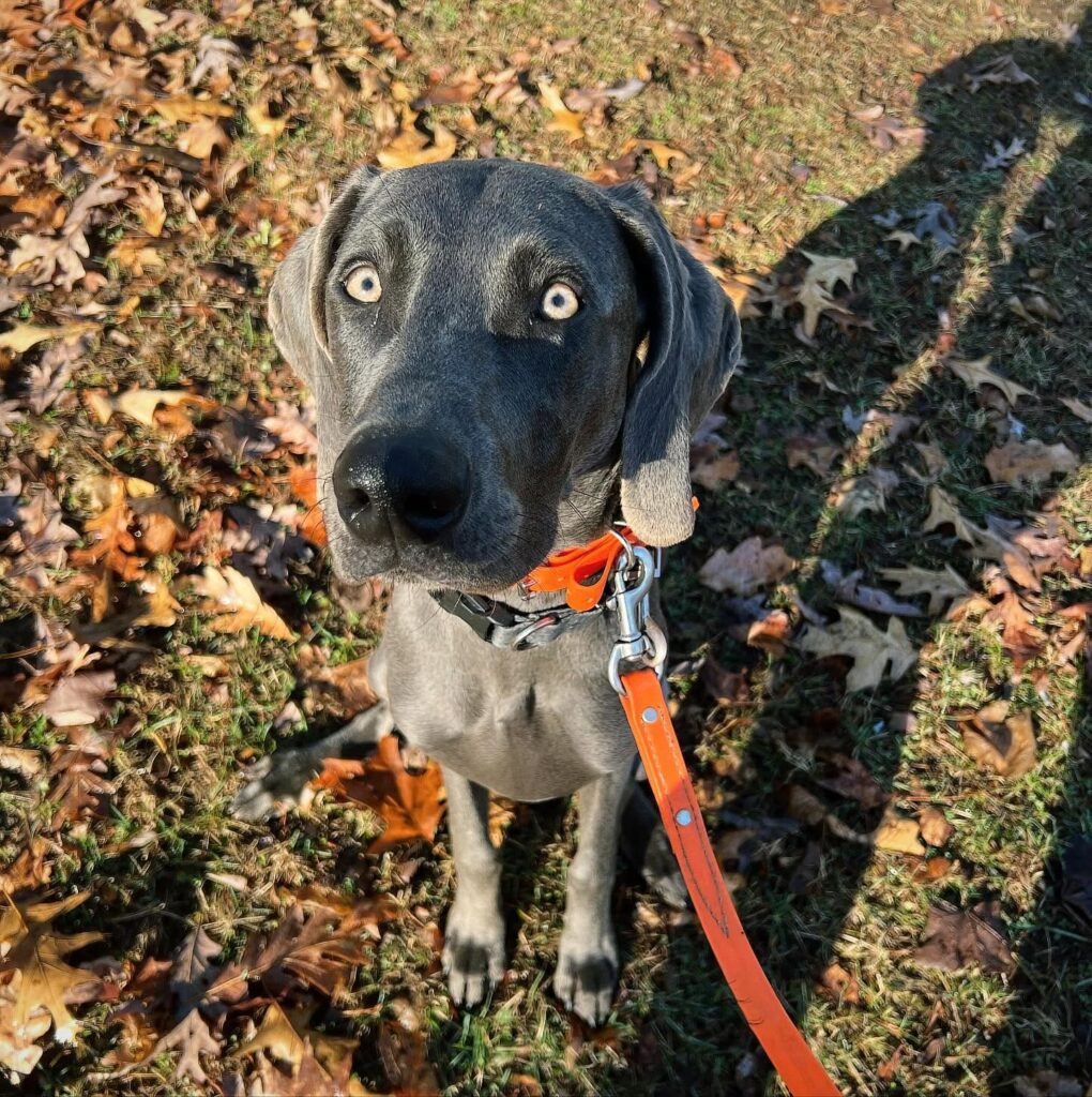 Dog Social Confidence