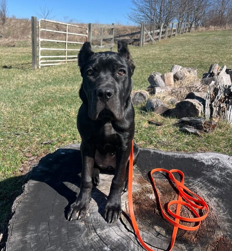 Dog Core Commands