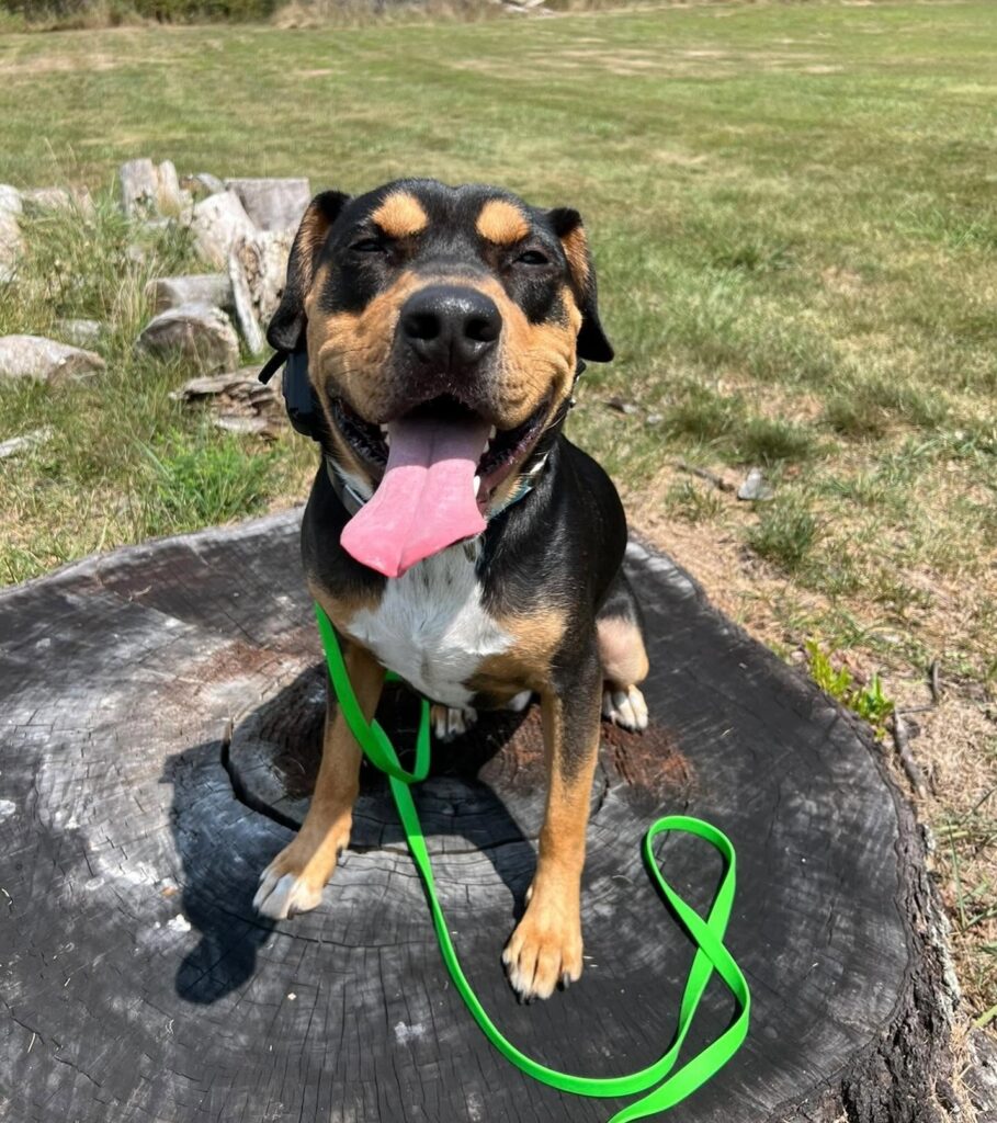 Dog Leash Introduction