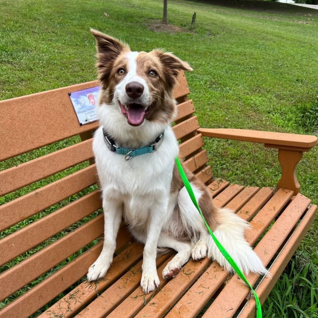Dog Advanced Obedience