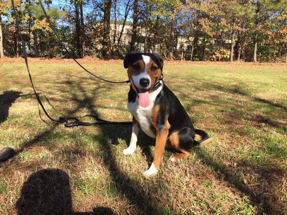 Leash Manners