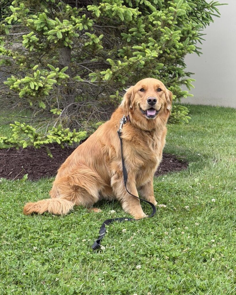 Loose leash walking