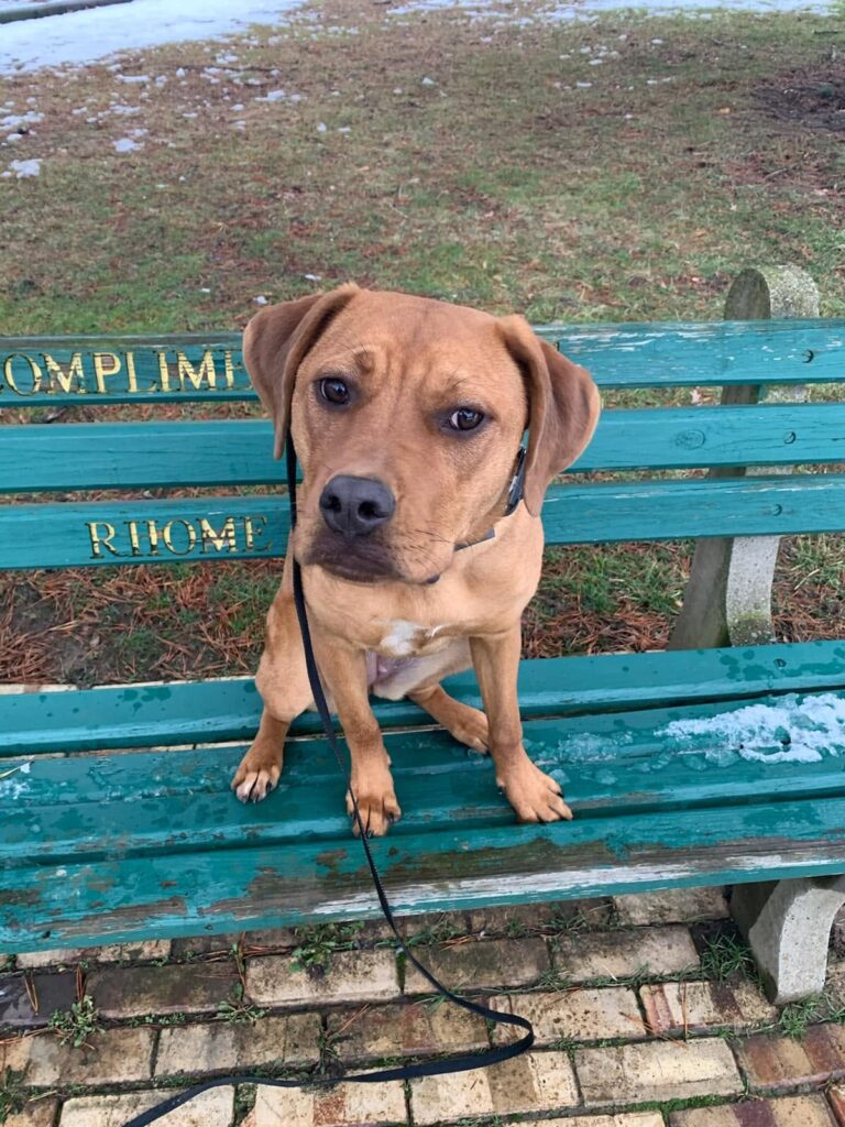 Leash Manners