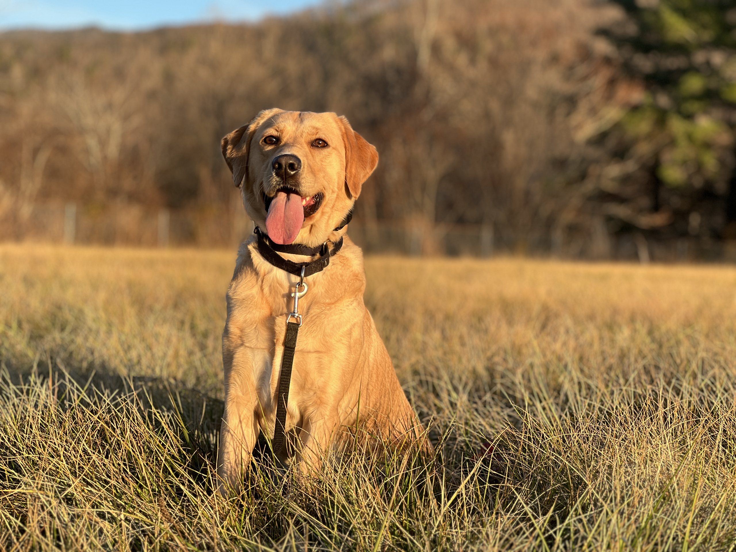 Dog training McCandless Township PA with Labrador outdoors