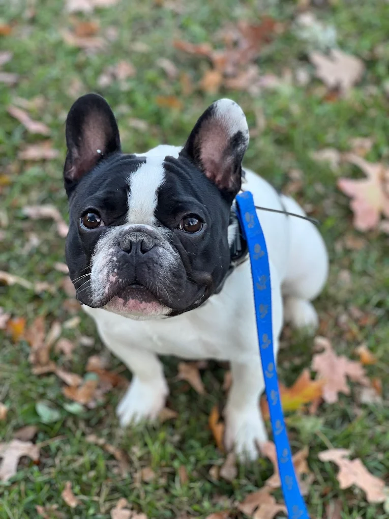 Pittsburgh Dog Trainor