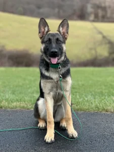 Pittsburgh Dog Trainor