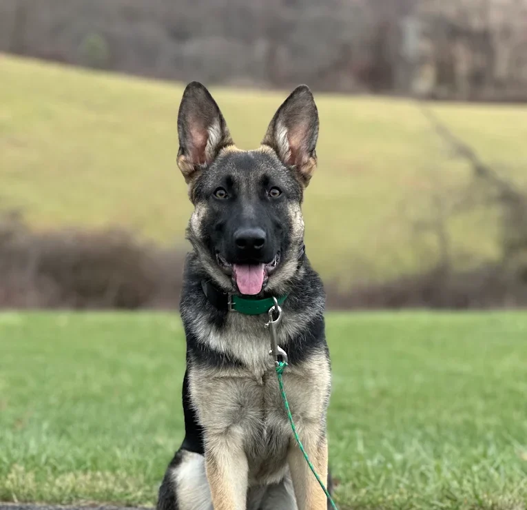 Pittsburgh Dog Trainor
