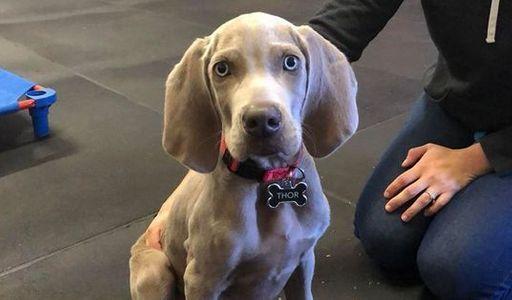 Puppy training at Off Leash K9 Pittsburgh, PA
