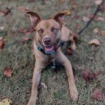 Dog Trainer in Pittsburgh, PA