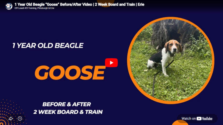 Goose the Beagle practicing outdoor recall and obedience during dog training in Pittsburgh, PA