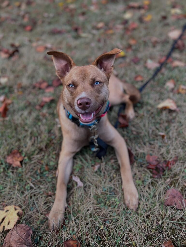 Dog Trainer in Pittsburgh, PA