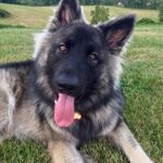 Avery - Dog Trainer in Pittsburgh, PA