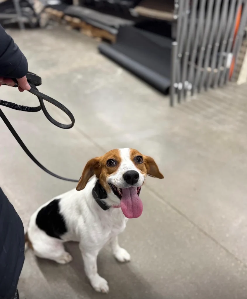 Beagle-Terrier mix practicing reliable recall near Pittsburgh, PA