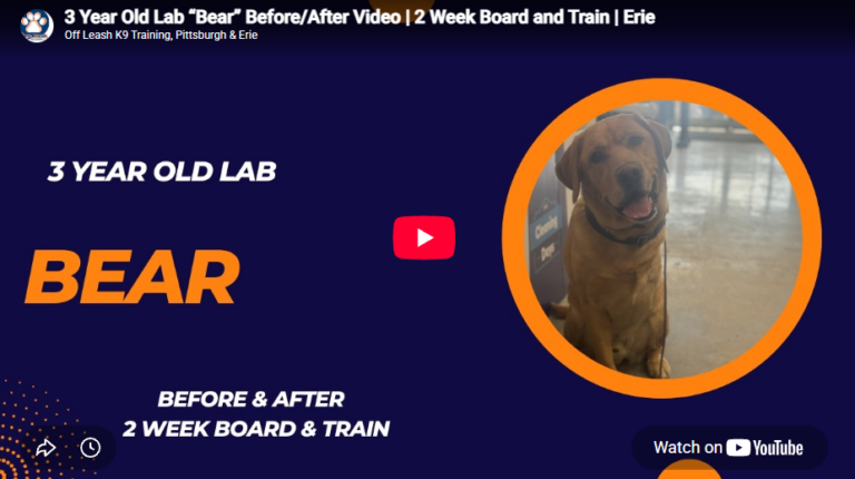 Bear the Lab practicing obedience and manners in Pittsburgh, PA