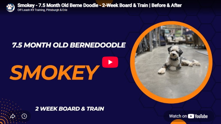 Smokey the Bernedoodle practicing manners and command duration during in Pittsburgh, PA