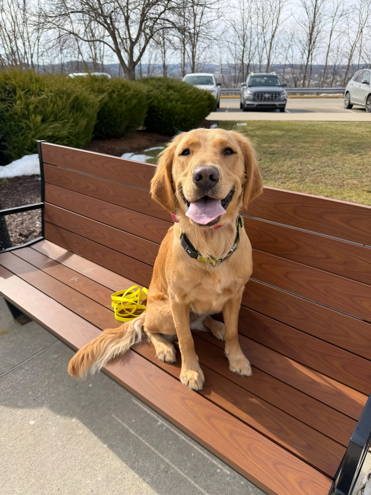Lemon the Golden Retriever practicing off-leash obedience in Pittsburgh, PA.