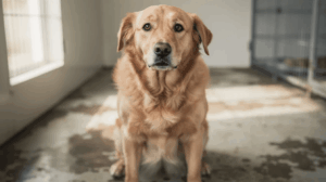 Rescue dog behavior during the transition to a new home
