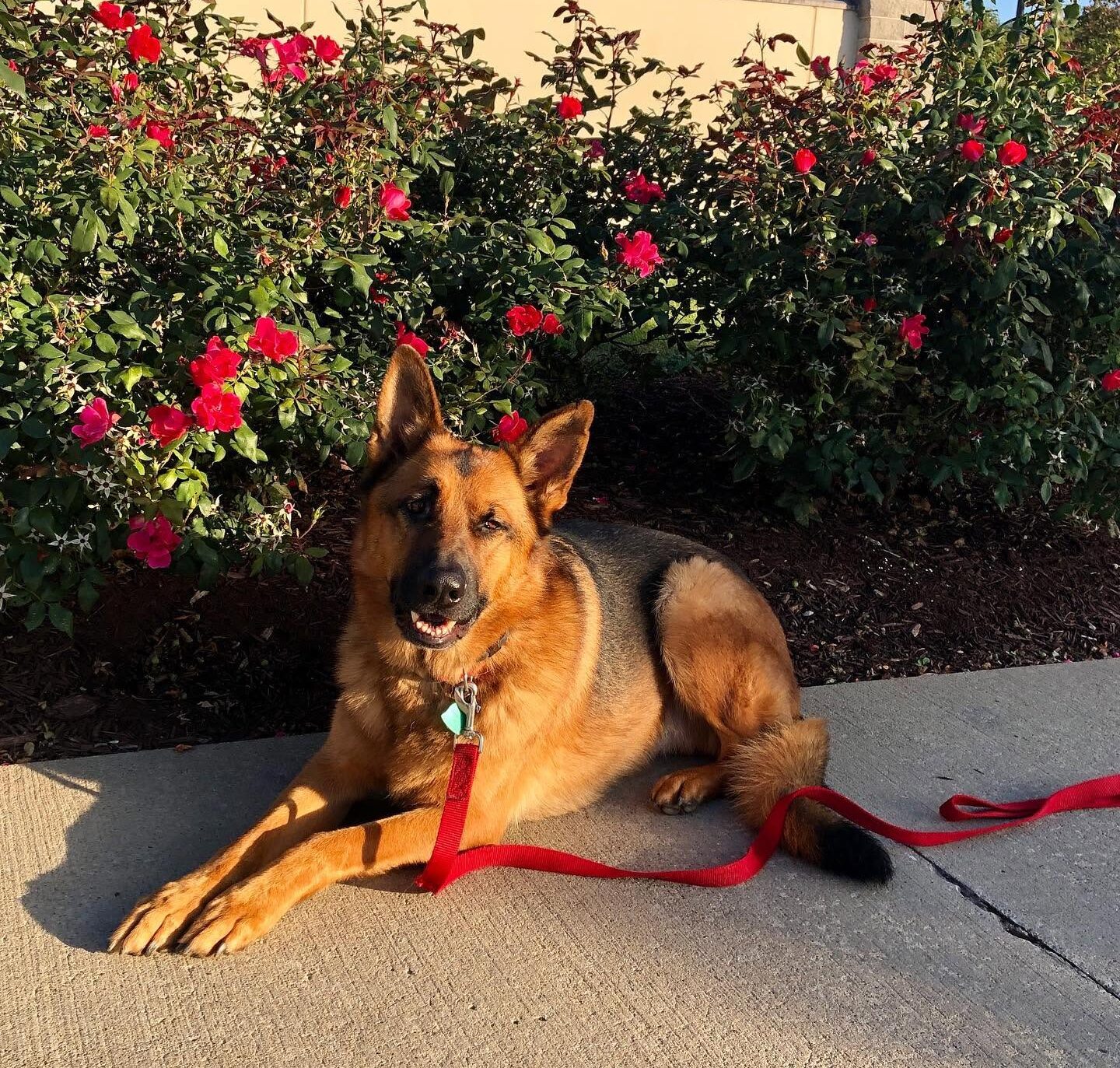 Private Dog Training in Penn Hills