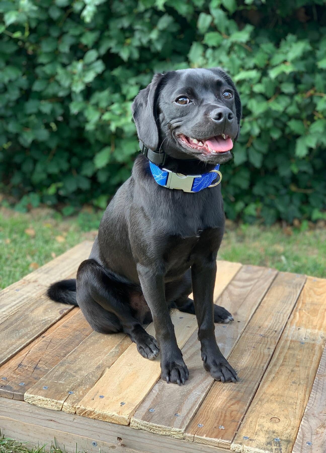 Our Dog Training Philosophy