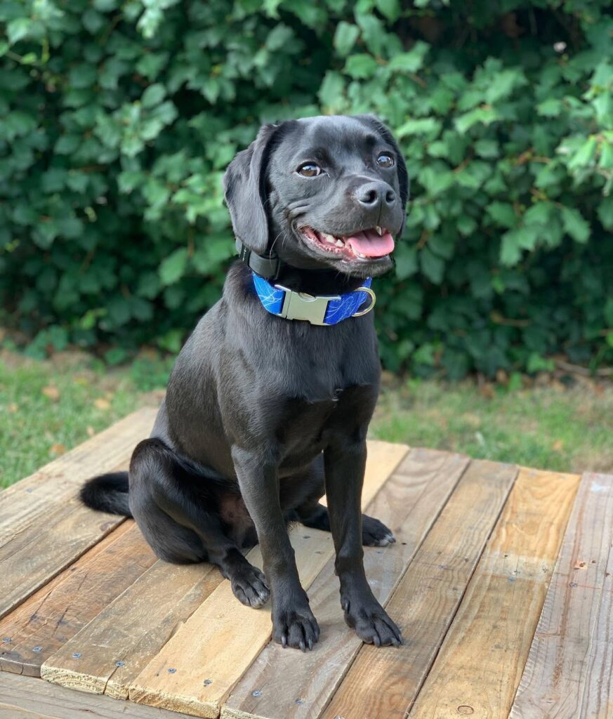 Aggression and Reactivity Training in Penn Hills