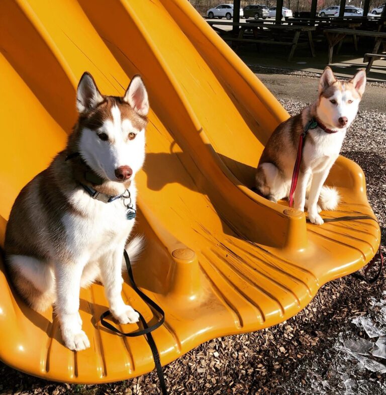 Two huskies on park slides, Off Leash K9 Training Pittsburgh