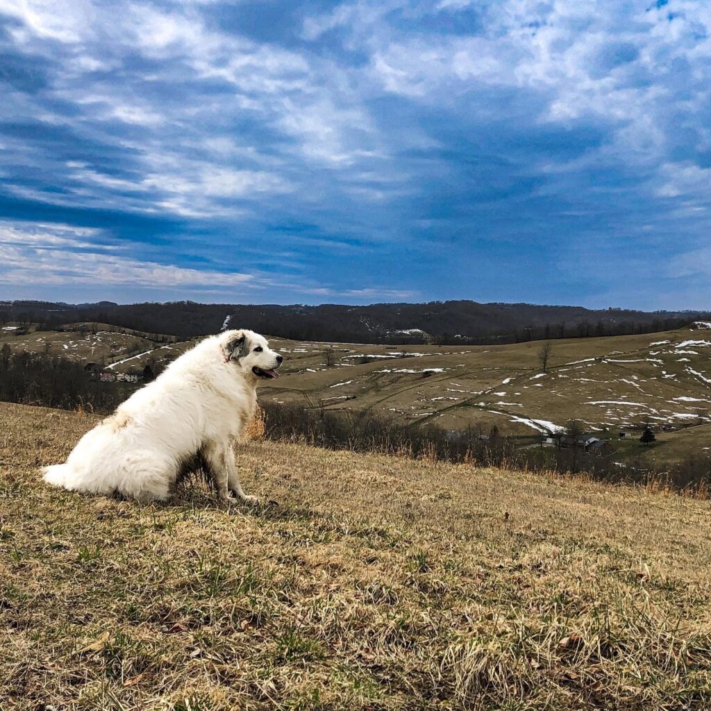 Therapy Dog Preparation in Cranberry Township
