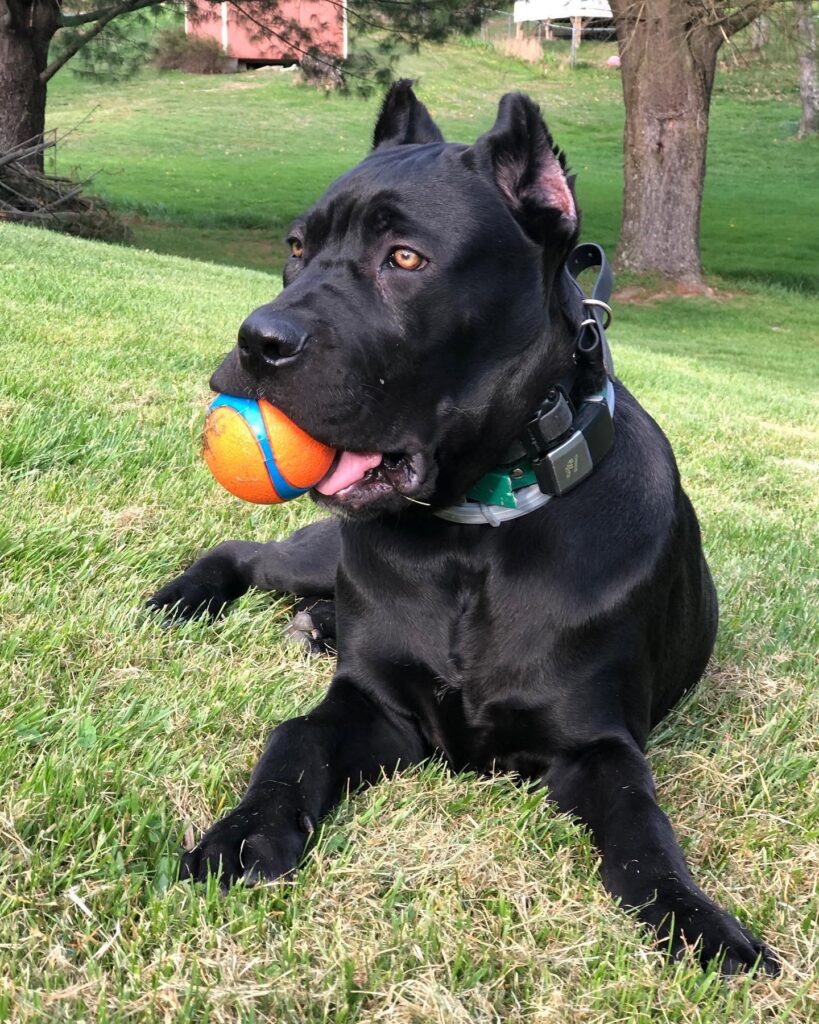 Puppy Training in Aliquippa, PA
