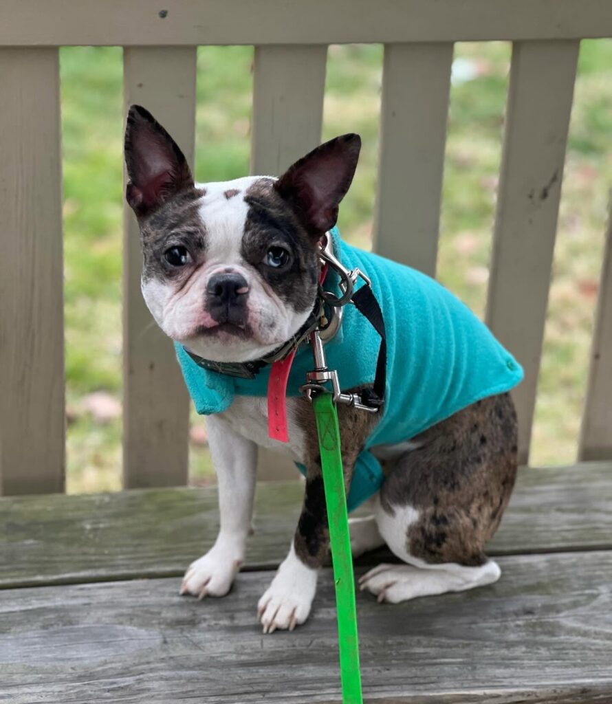 Puppy Training in Penn Hills, PA