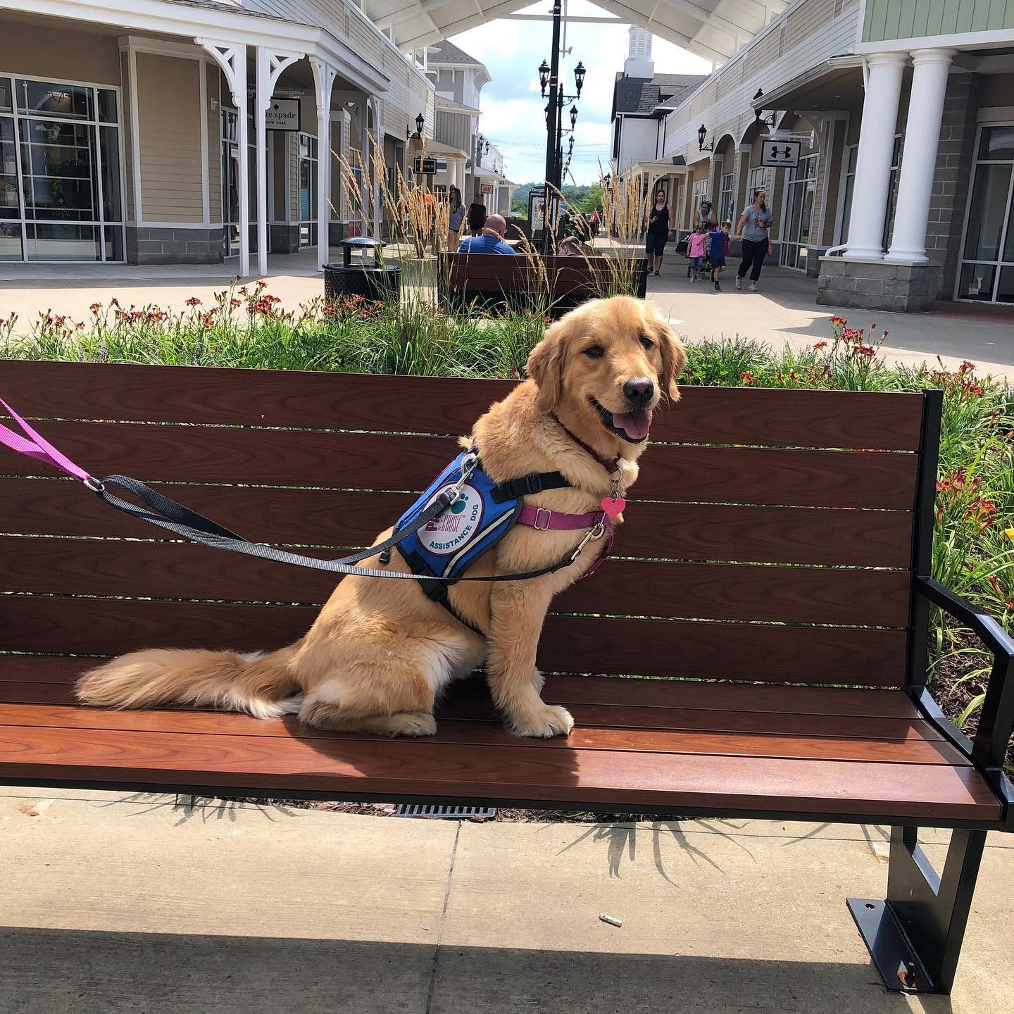 Private Dog Training in McCandless Township
