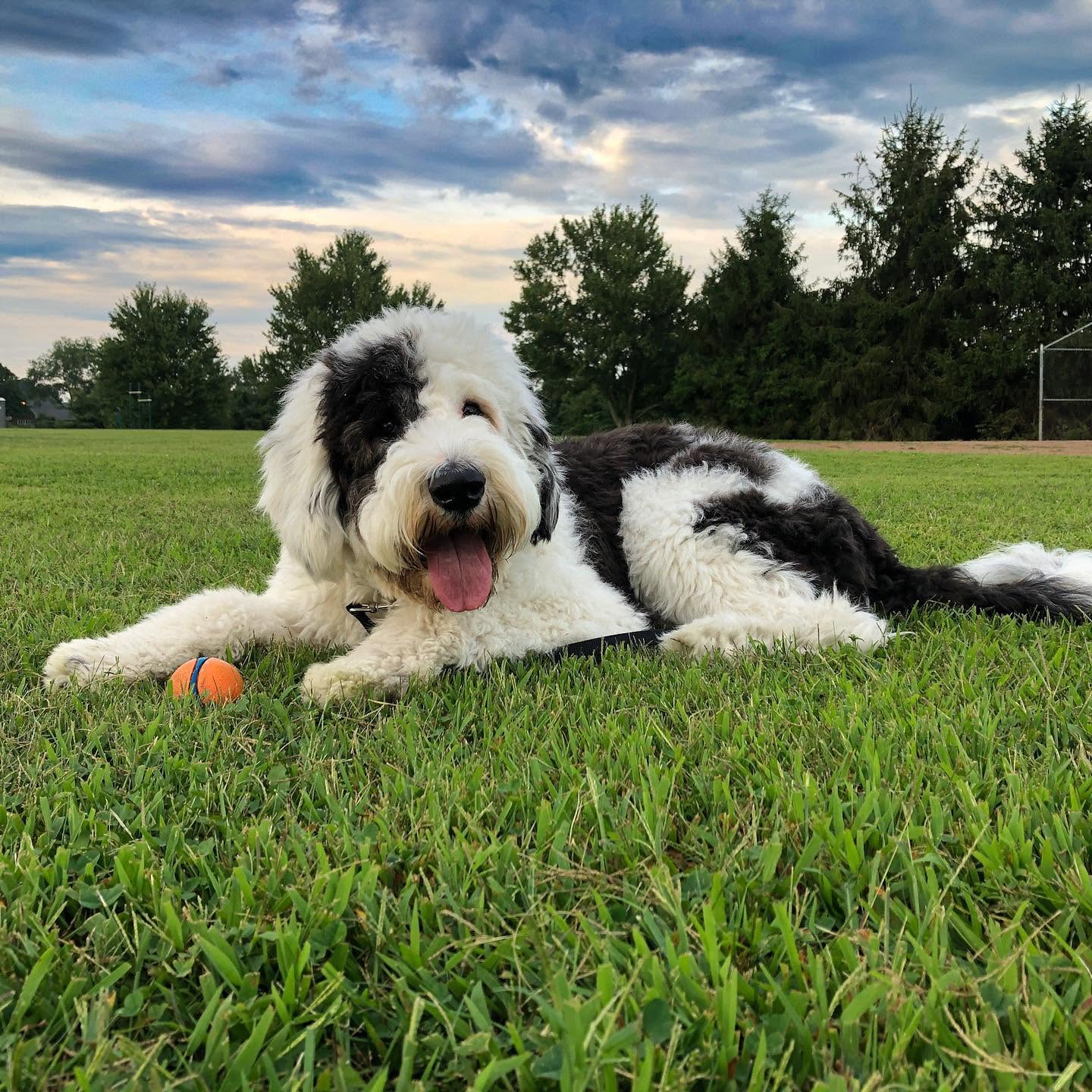Private Dog Training in Aliquippa