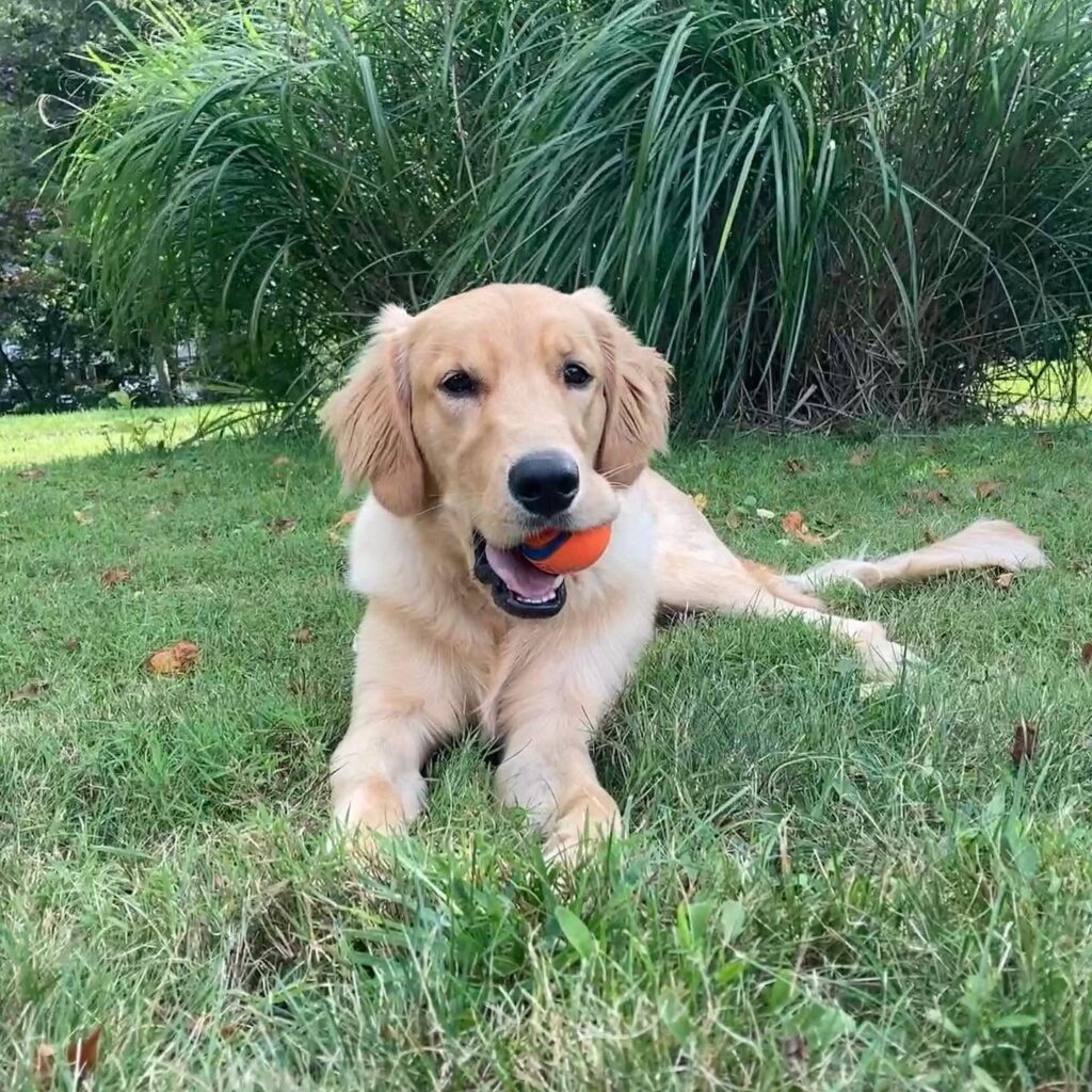 Puppy Training in Aliquippa, PA