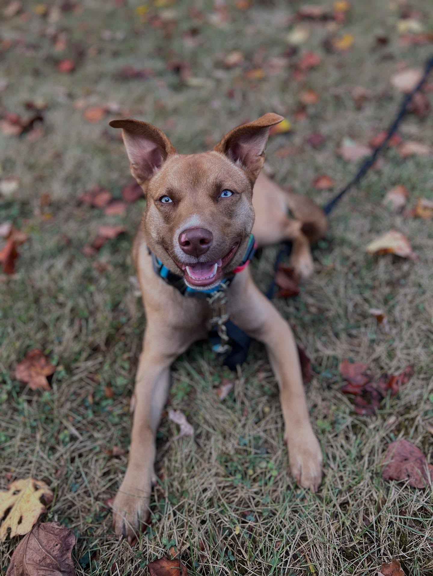 Dog training in Cranberry Township PA with brown dog