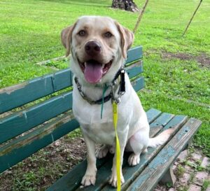 Happy dog sitting on a park bench during obedience training