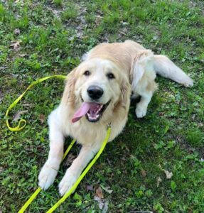 Happy Golden Retriever lying on grass where dogs may dig